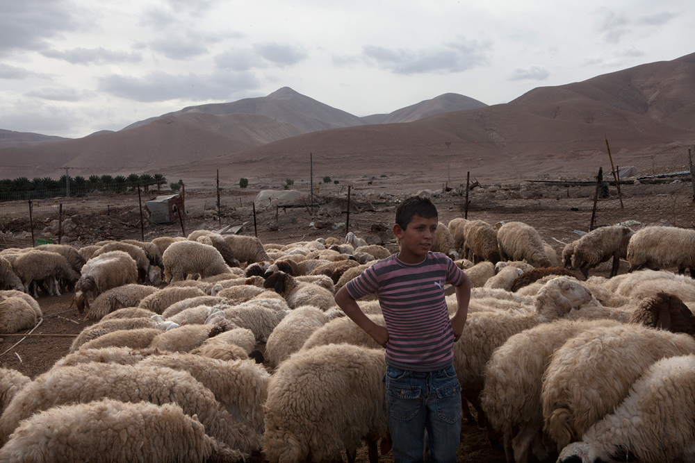 Children minding a flock of sheep