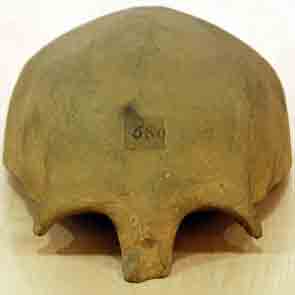Cast of St Bede's skull found in cupboard