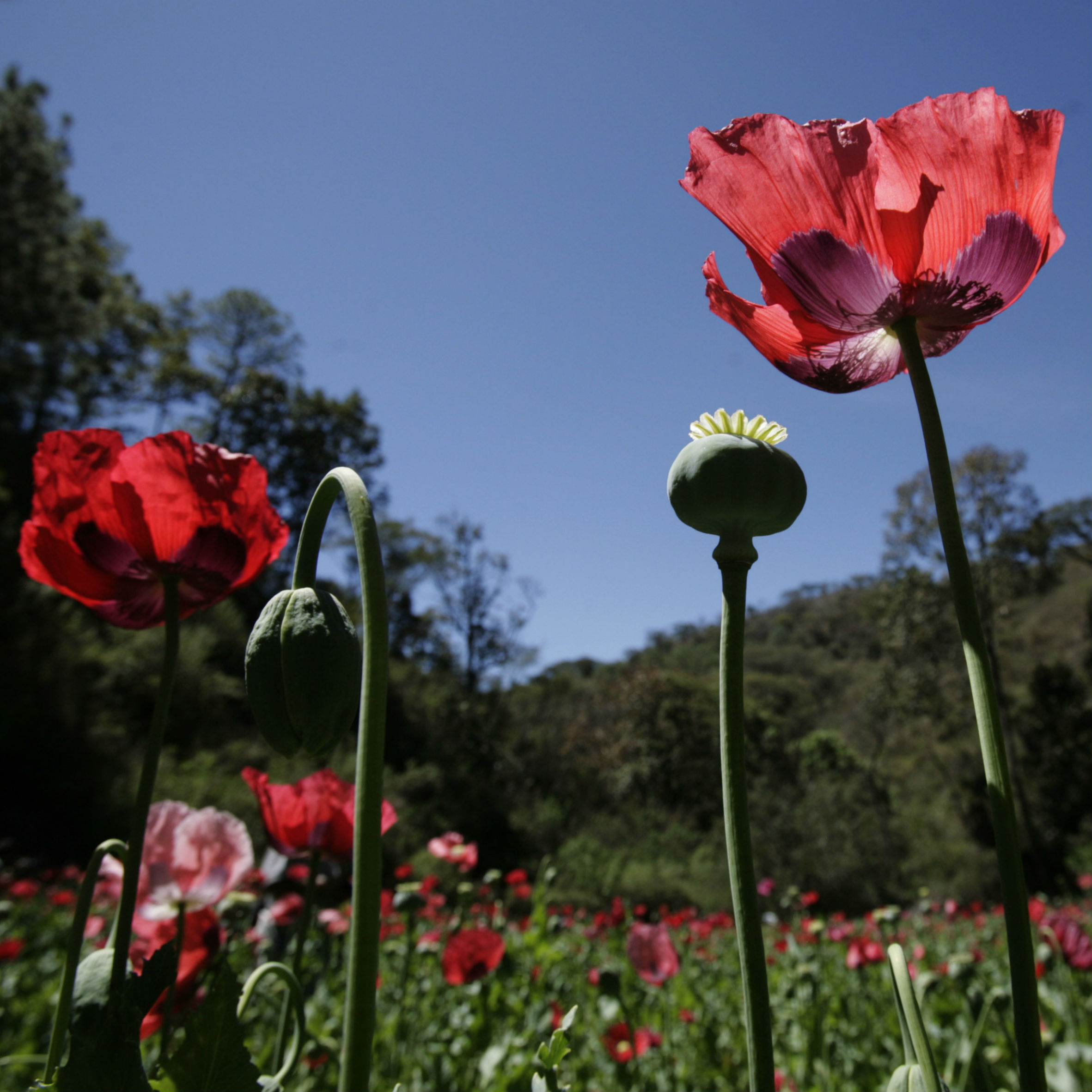 Church must not condemn opium farmers, says Mexican bishop