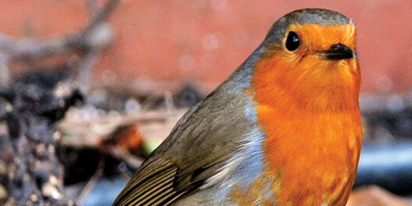 A bird for all seasons: the qualities that we ascribe to the Robin tells us more about ourselves