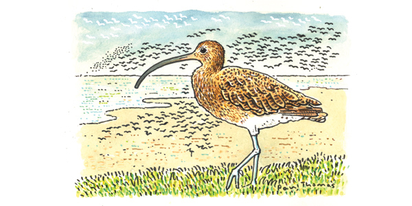 A curlew reputedly saved a saint's sermons from the sea, but Europe's largest wading bird is under threat