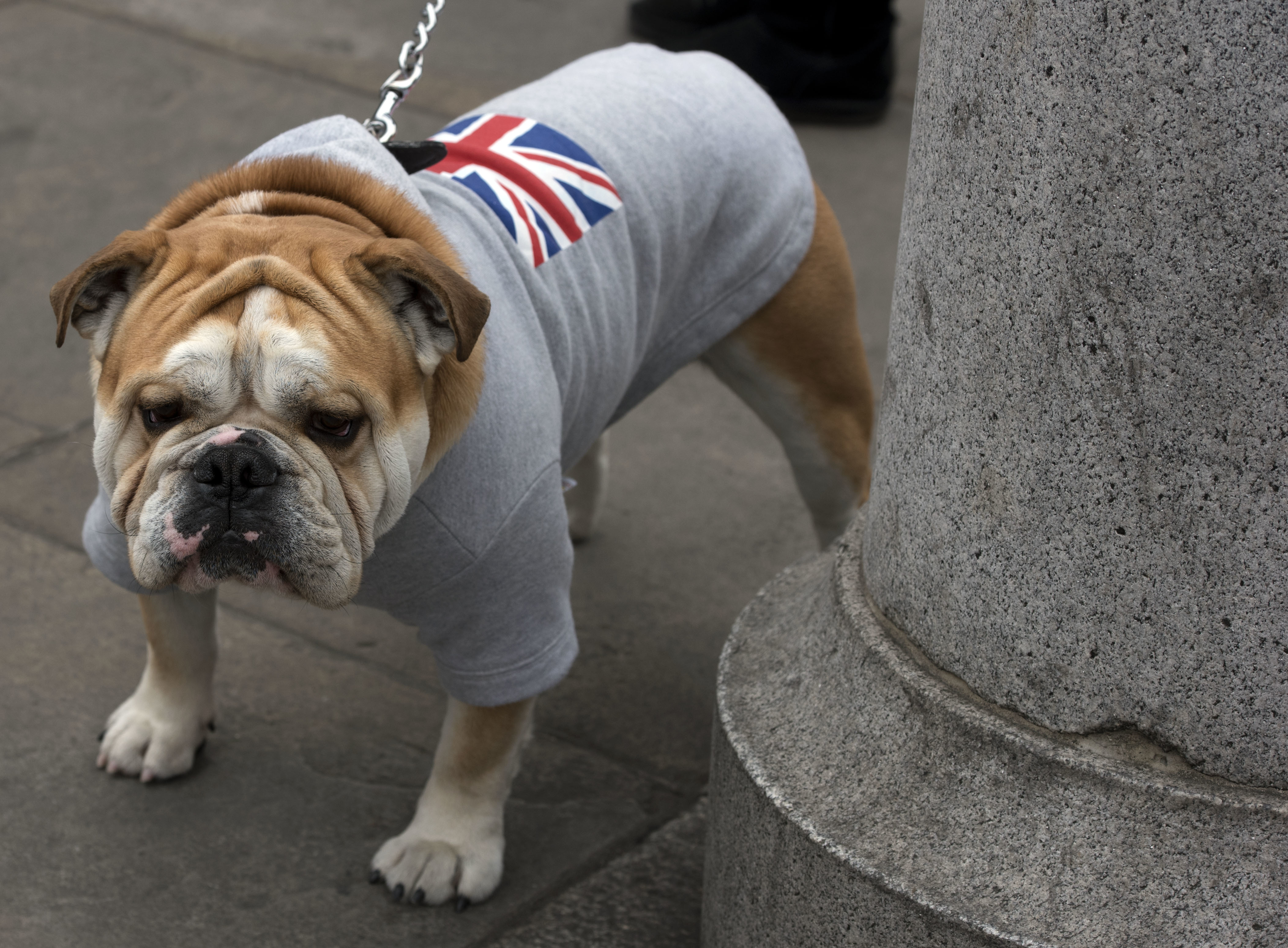 Why is the British bulldog proving so bloody obstinate?