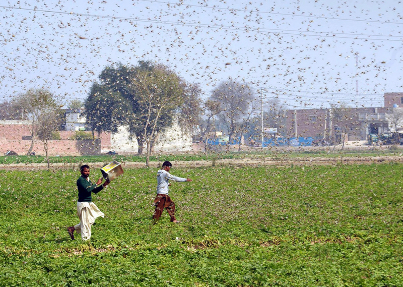 Somalia suffers plague of locusts