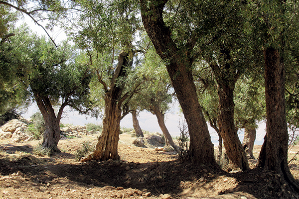 Plants of the Holy Land: the evergreen trees of life 