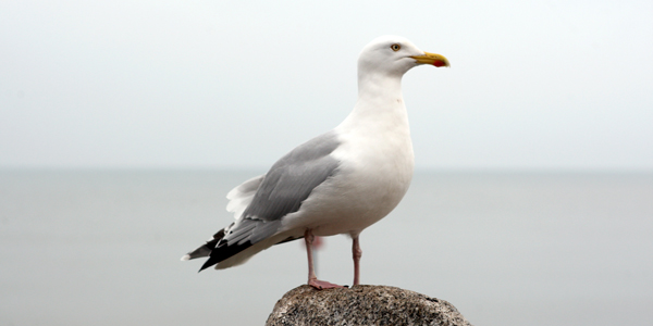A guide to gulls – and much, much more
