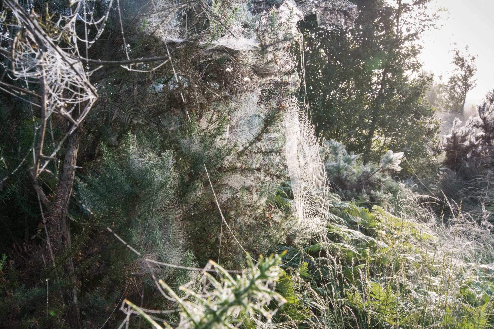 The Tablet poem – The Park Drunk, by Robin Robertson