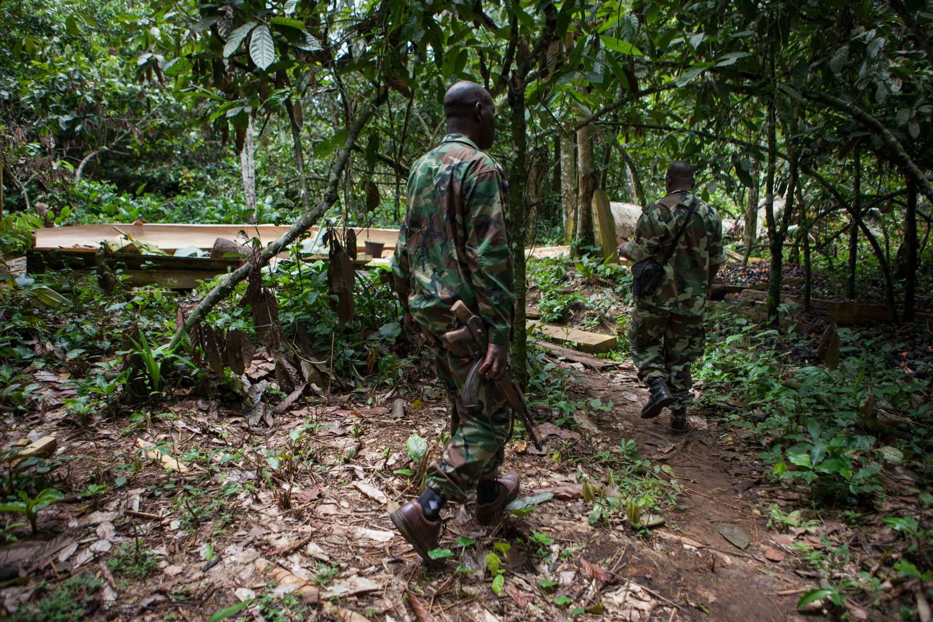 Congo basin forest critically at risk, warns Cardinal Ambongo at COP30