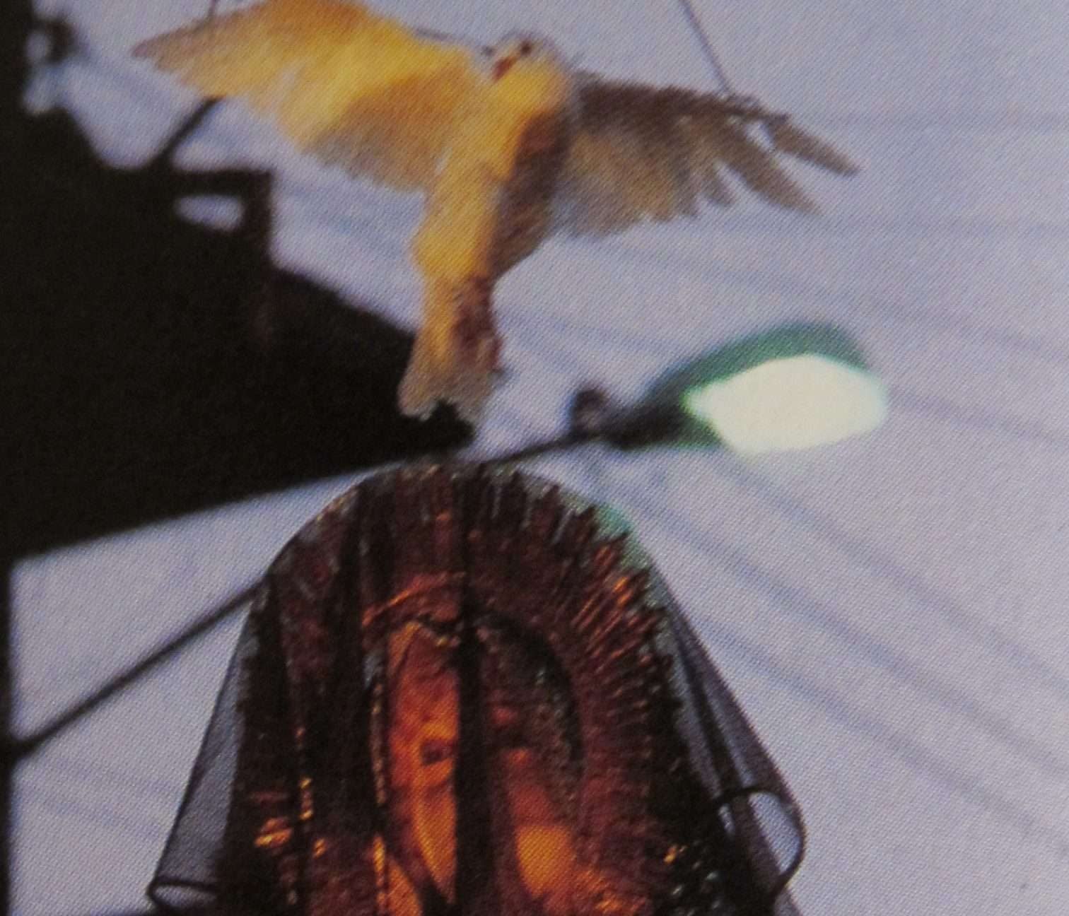 Filipino parish accused of animal cruelty in Easter Sunday tradition