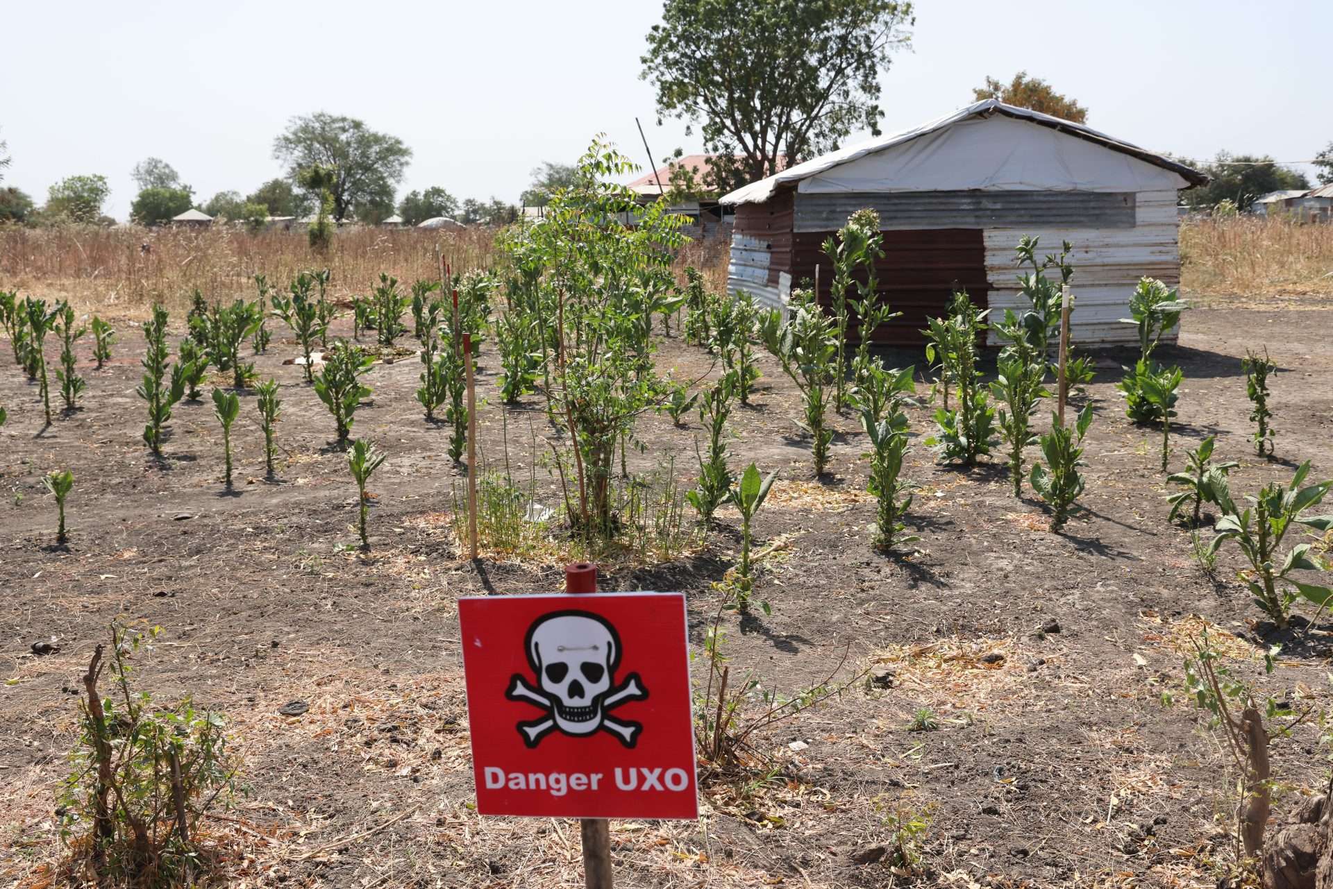 ‘Bountiful’ South Sudan can only feed its people in peace, say bishops