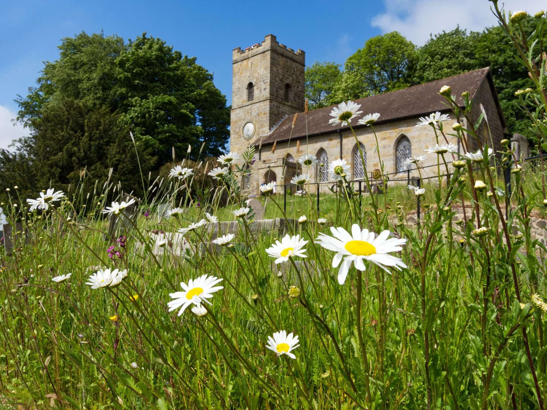 Church of England votes against rewilding plan but biodiversity booms in Irish churchyards
