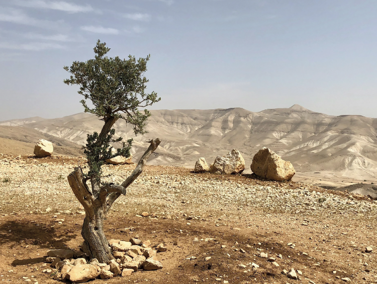 Interpreting the Conquest Traditions in the Old Testament